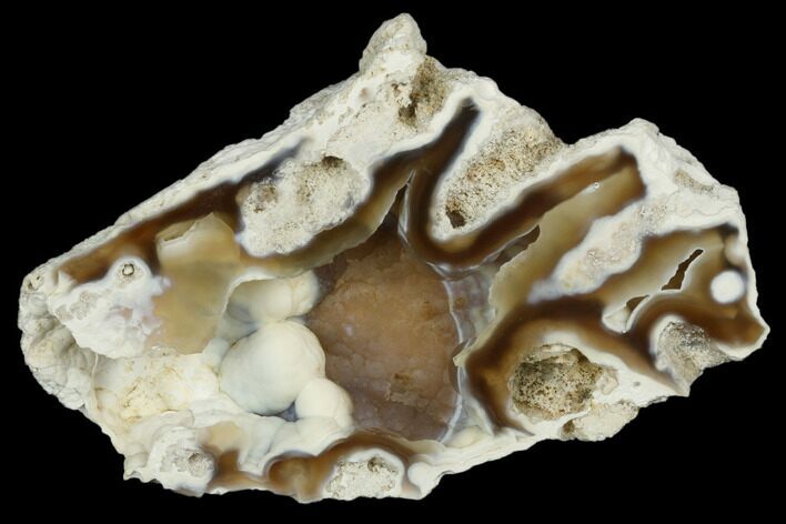 Agatized Fossil Coral Geode - Florida #188184
